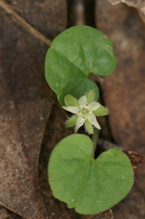 Dichondra repens